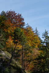 Woodland and forest scenes in the autumn and fall with orange and yellow colours