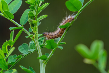 Hairy caterpillar on juicy fresh green leaves. Furry caterpillar against soft blurred background