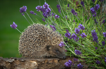 Hedgehog, Scientific name: Erinaceus Europaeus.  Wild, native, European hedgehog foraging for grubs amongst the lavender in hedgehog friendly garden.  Facing right. Horizontal.  Space for copy. © Moorland Roamer
