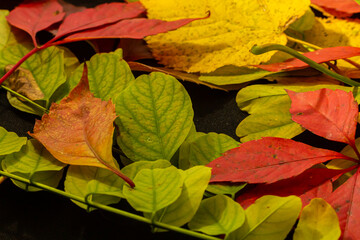 Colorful and bright background made of fallen autumn leaves