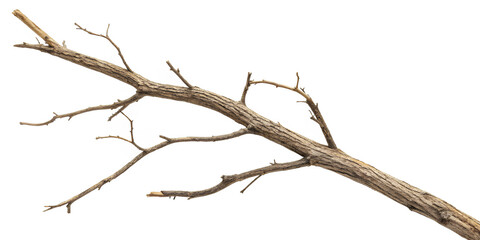 Dry branch of a tree isolated on white background