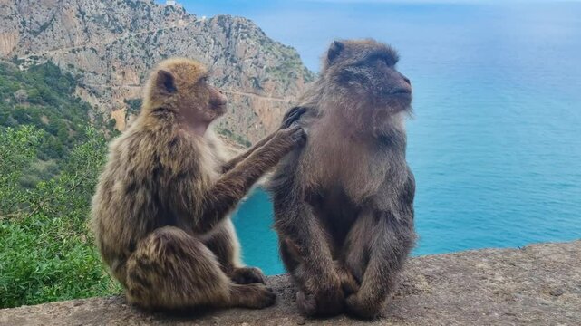 Male and female monkey grooming each other gently on stone wall in front of mediterraean sea and cliffs near Bejaia Algeria on a sunny spring day
