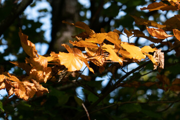 Forest autumn golden colours in sunlight