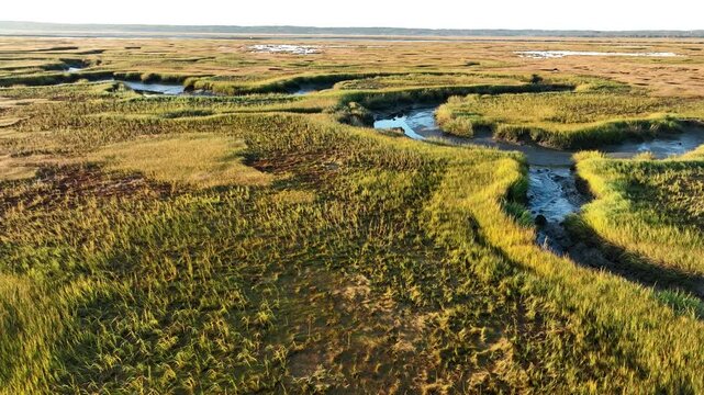 Wide aerial dolly of winding salt marsh channels at Sandy Neck Beach in Barnstable, bordered by tall marsh grasses
