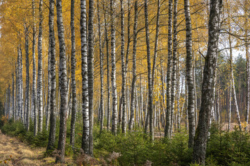 Fototapeta premium october landscape autumn forest. Poland Europe, Knyszyn Primeval Forest, birch trees