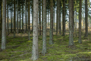 Misty autumn forest. October in misty forest. Poland Europe, Knyszyn Primeval Forest spruce