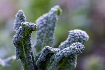 growing kale, broccoli and leeks in a sustainable regenerative food farm in a field on an...