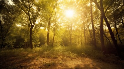 Fototapeta premium Serene Forest Scene with Sunlight Over Trees