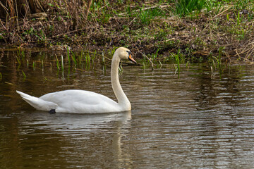 A white mute swan swims on a calm body of water. The water is blue. The swan has slightly raised its wings