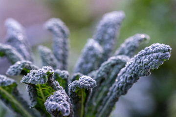 growing kale, broccoli and leeks in a sustainable regenerative food farm in a field on an agricultural farm in australia