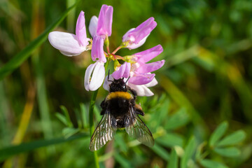 Bumble bee sitting on a thistle flower, closeup. Front view. Genus species Bombus