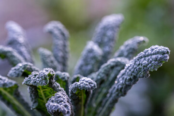 growing kale, broccoli and leeks in a sustainable regenerative food farm in a field on an agricultural farm in australia