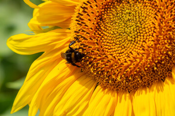 Bumble bee sitting on a thistle flower, closeup. Front view. Genus species Bombus