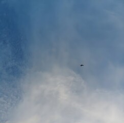 A Bird Flying Across a Blue Twilight Sky