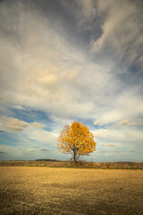 Autumn ocotber landscape lonely tree with yellow leaves, amazing blue sky with white clouds Poland Europe
