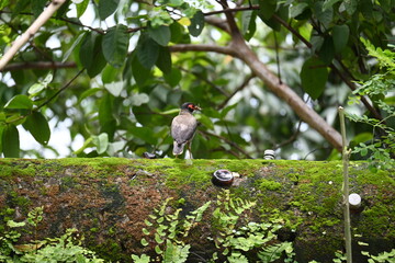 Indian Myna Birds. Its other names Common myna and mynah. This is  a bird of the starling family Sturnidae. This is a group of passerine birds which are native to southern Asia, especially India. 