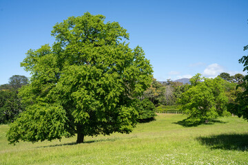 Fototapeta premium trees in a meadow on a farm in a country estate on a farm