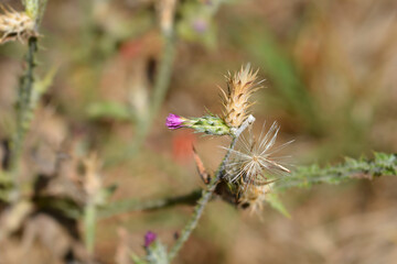Italian thistle flower and seed heads