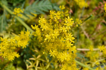 Rock stonecrop Angelina flowers