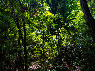 Obraz premium Regenwald im Tayrona Nationalpark (Parque Nacional Natural Tayrona) in Kolumbien.