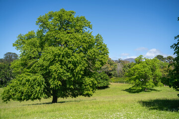 trees in a meadow on a farm in a country estate on a farm