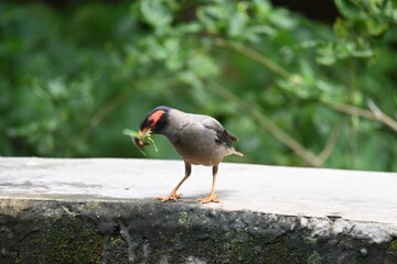 Indian Myna Birds. Its other names Common myna and mynah. This is  a bird of the starling family Sturnidae. This is a group of passerine birds which are native to southern Asia, especially India. 