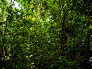 Regenwald im Tayrona Nationalpark (Parque Nacional Natural Tayrona) in Kolumbien.