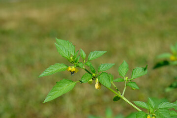Tomatillo flowers