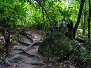 Regenwald im Tayrona Nationalpark (Parque Nacional Natural Tayrona) in Kolumbien.