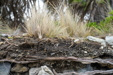 soil profile of land with soil layers of dirt, roots, organic matter, and plants