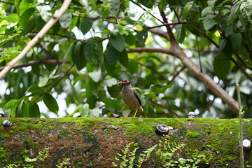 Indian Myna Birds. Its other names Common myna and mynah. This is  a bird of the starling family Sturnidae. This is a group of passerine birds which are native to southern Asia, especially India. 