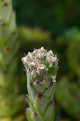 Common houseleek flower buds