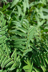 White Oriental Burnet leaves