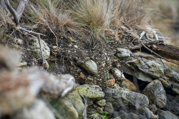 soil profile of land with soil layers of dirt, roots, organic matter, and plants