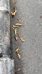 Dry Leaves and Debris on Urban Sidewalk During Autumn