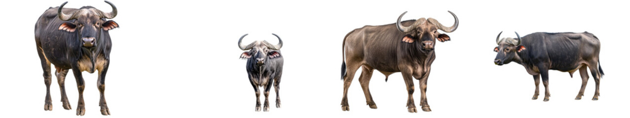 A white background depicts a buffalo with horns