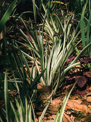 Obraz premium Plant leaves