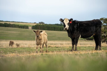 cow and calf cross on a farm in summer in australia