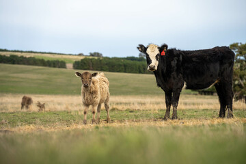 sustainable livestock farming with a cattle herd in a drought