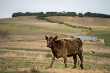 cow and calf cross on a farm in summer in australia