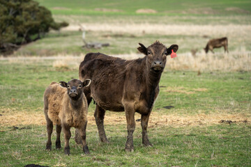beef cows and calf on a farm eating hay in summer