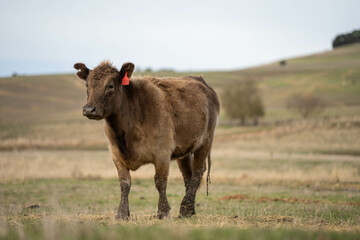 beef cows and calf on a farm eating hay in summer