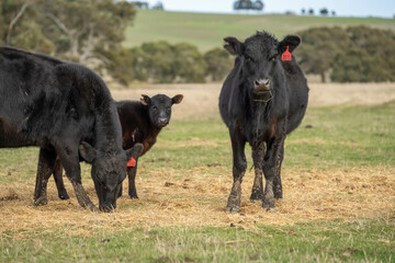 beef cows and calf on a farm eating hay in summer