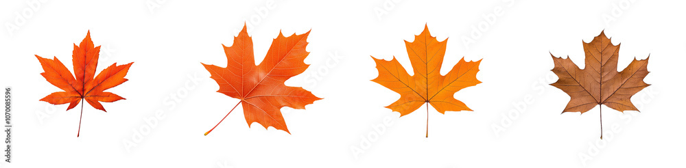 Poster representation of a vibrant orange maple leaf with detailed veins, showing its intricate structure a