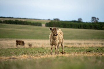 cow and calf cross on a farm in summer in australia