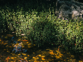 Plants in the pond