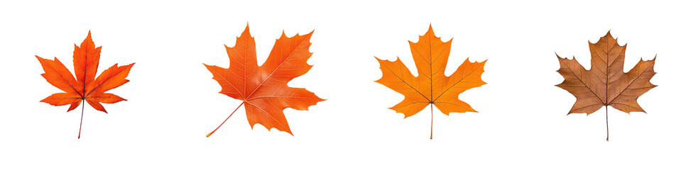 Obraz premium representation of a vibrant orange maple leaf with detailed veins, showing its intricate structure and autumn colors.