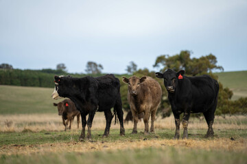 sustainable livestock farming with a cattle herd in a drought
