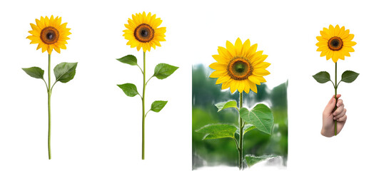 This sunflower is in bloom with bright yellow colors and vibrant green leaves. The sunflower is isolated on a transparent background.