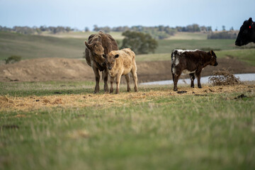 sustainable livestock farming with a cattle herd in a drought
